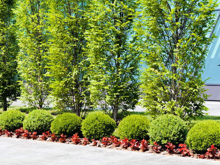 Vistacraft Landscaping Design Commercial Landscaping Maintenance Services 1